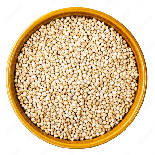 sorghum